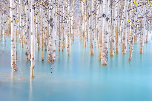 Birch forest in turquoise water. Abraham Lake. Natural scenery in fall time. Mountain lake and trees. Photo for background and wallpaper. Banff National Park, Alberta, Canada. Photo for background and wallpaper.