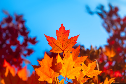 Autumn leaves on the trees. Yellow maple leaves. Autumn background. Leaves on blurry background. Natural background and wallpaper.