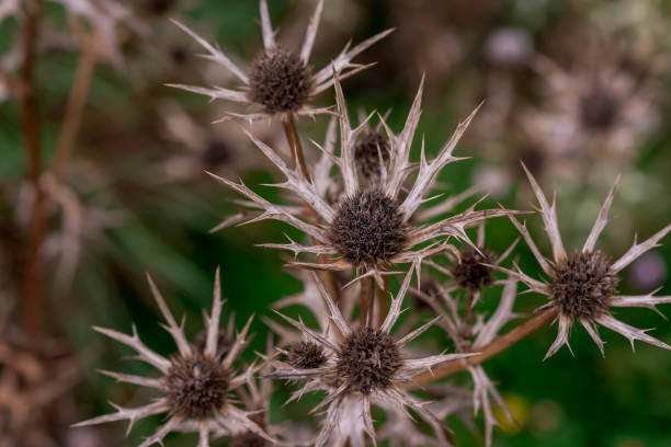 istock An isolated dried thistle flower in a  field 1437779814