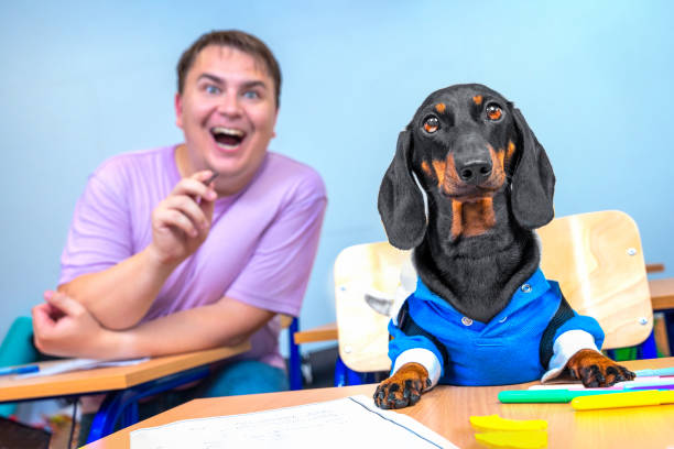 pies, zabawny człowiek szkolne biurko klasowe, zabawny show, sitcom alternatywna edukacja rodzinna - desk men bizarre classroom zdjęcia i obrazy z banku zdjęć