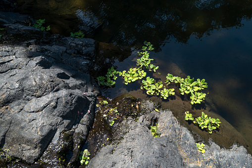 Green water lotus floating on water