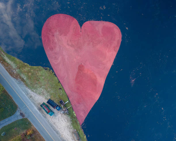 istock Cranberries being harvested making the shape of a heart 1437785252