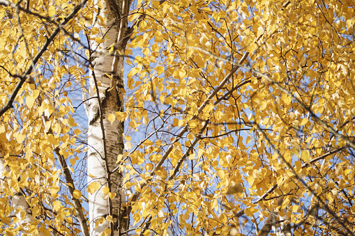 Birch tree yellow foliage in autumn, Betula populifolia in fall