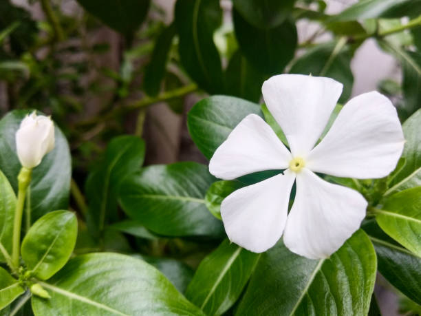 緑の葉とぼかした緑の背景に白いカタランサスロセウスの接写 - frame flower ornamental garden beauty in nature ストックフォトと画像