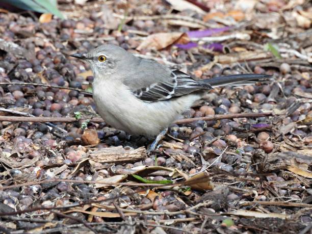 istock Northern Mockingbird (Mimus polyglottos) -resting on the ground surrounded by nuts 1437792230