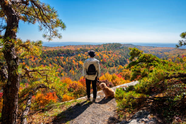 Senior woman enjoying Autumn weather with her dog Senior woman enjoying Autumn weather and the view of fall foliage with her dog hiking stock pictures, royalty-free photos & images