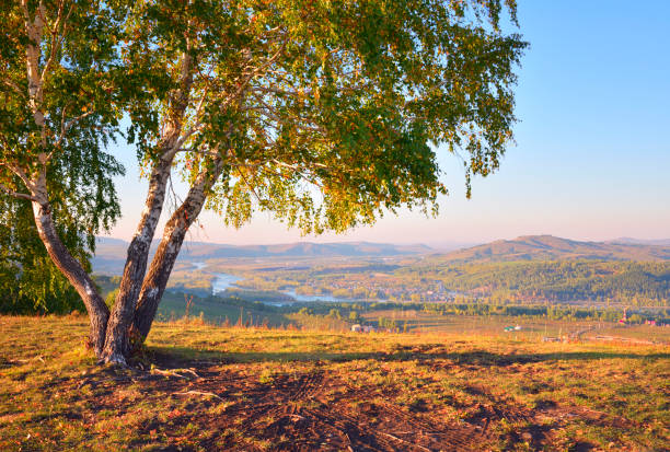 Aya Nature Park in the Altai Mountains. Birch trees on a hilltop on an autumn evening over the valley of the Katun River. Altai, Siberia, Russia, 2022