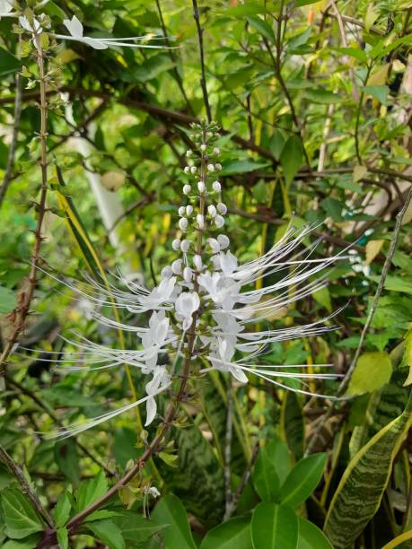 The herbal plant  Orthosiphon aristatus, The herbal plant "kumis Kucing" or its scientific name Orthosiphon aristatus, a native Indonesian plant that can be used as herbal medicine orthosiphon aristatus stock pictures, royalty-free photos & images