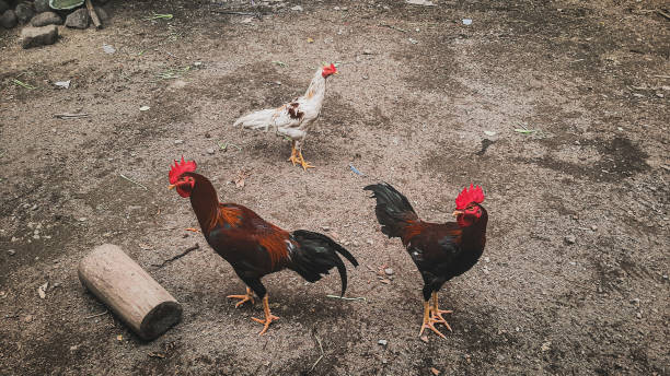istock 3 roosters waiting to be fed 1437795640