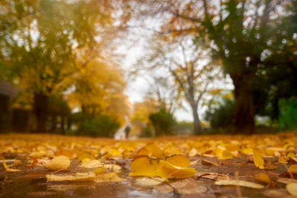 Wet leaves on a sidewalk after heavy rain.
