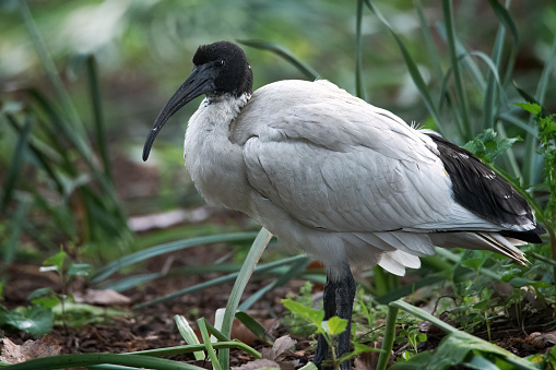 White Ibis commonly known as a bin chicken in Australia