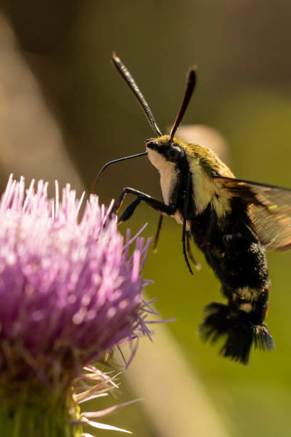 istock Hemaris diffinis Lepidoptera collects pollen on a flower 1437797387