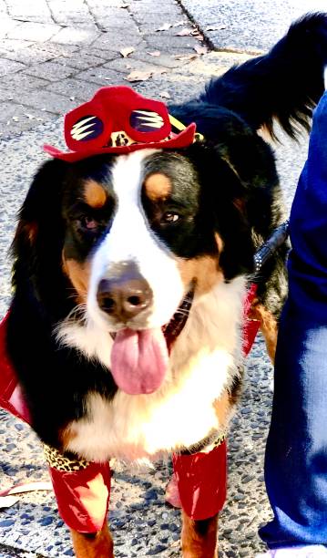 istock Bernese Mountain Dog Dressed for Halloween 1437797631