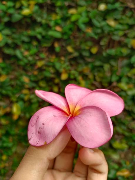 istock Beautifull Abandoned Flower 1437798227
