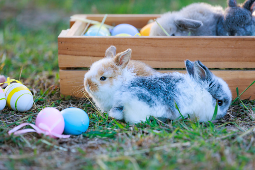 Lovely bunny fluffy baby rabbits with a basket full of colorful easter eggs in the garden. Easter Bunny on a egg hunt. Easter day symbol.