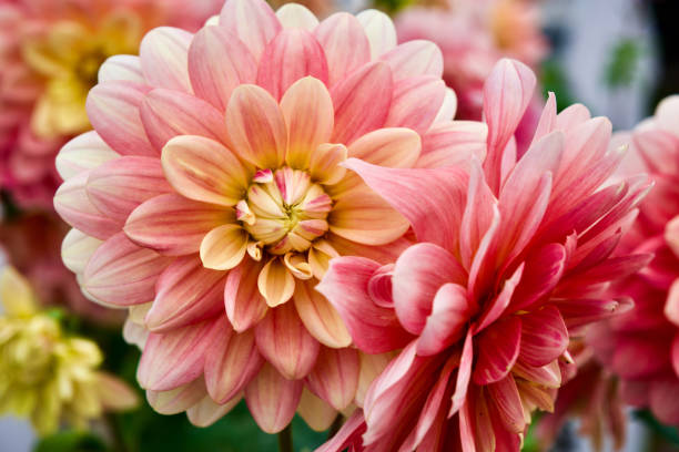 istock Layered Multi Colored Dahlia Flowers 1437799973