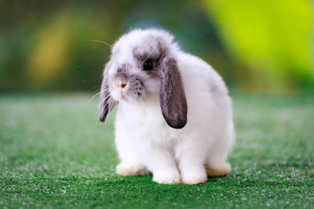 Adorable baby bunny Holland lop staying on artificial green grass with green nature background. Symbol of Easter day. stock photo