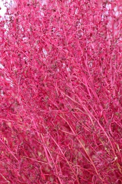 Mexican burningbush (Hokigi, Bassia scoparia) ,pink and brown two tone colored texture. stock photo
