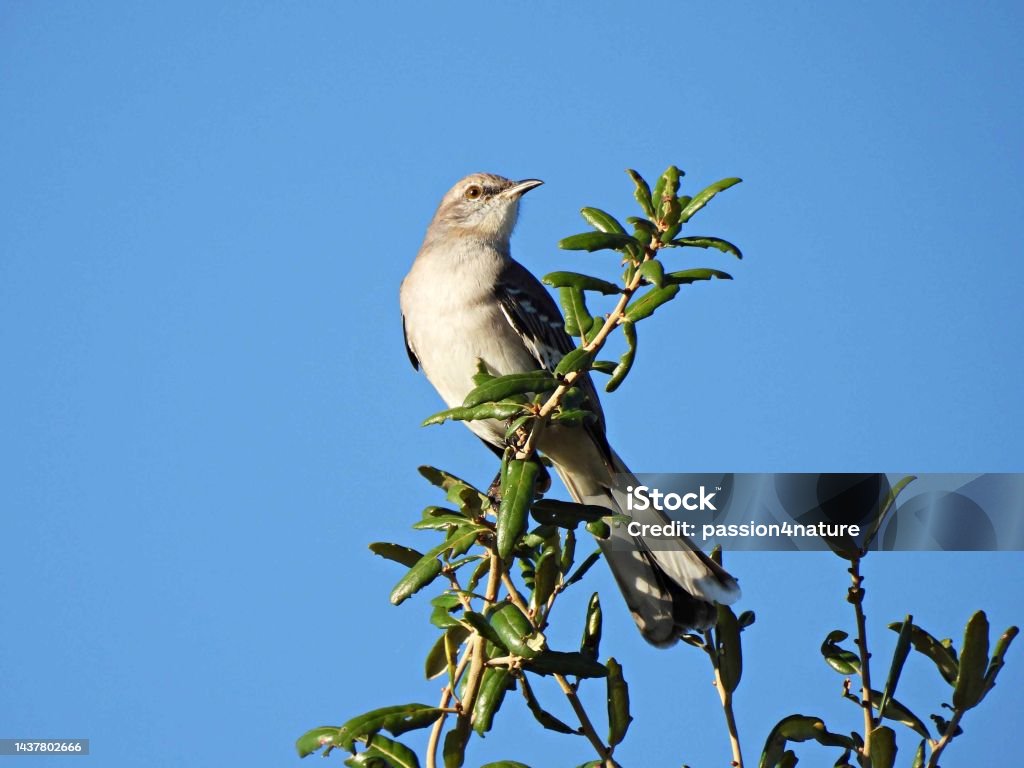 Northern Mockingbird (Mimus polyglottos) -perched on top of a tree Northern Mockingbird  - profile Animal Wildlife Stock Photo
