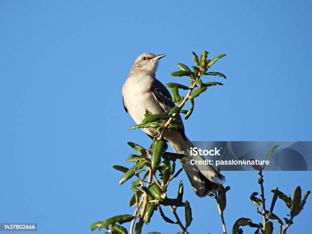 Northern Mockingbird Perched On Top Of A Tree Stock Photo - Download Image Now