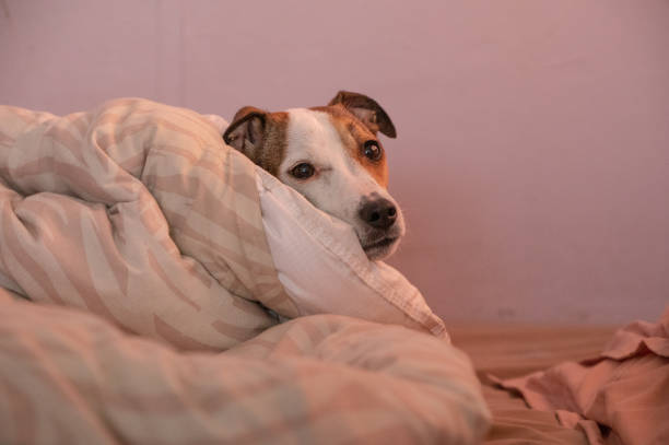 istock Cute dog seen laying between blankets 1437805372