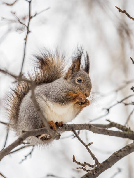istock The squirrel with nut sits on tree in the winter or late autumn. 1437806076