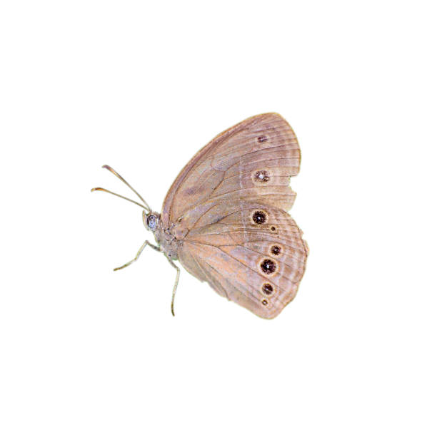 istock A beautiful Common wood-Nymph butterfly 1437807102