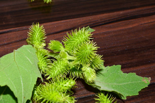 coqle rugueux ( xanthium strumarium) sur table en bois, les graines sont médicinales - cocklebur photos et images de collection