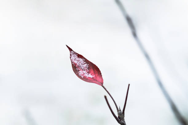 Last autumn leaf on branch covered first snow, close up.