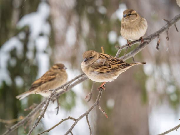 istock Sparrow sits on a branch without leaves. 1437809035