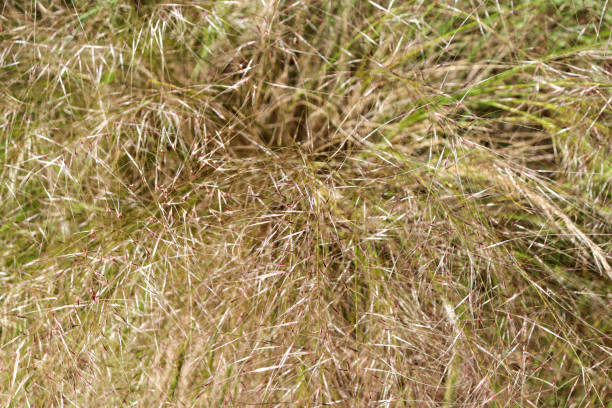 istock full frame of dry grasses and seed heads 1437809569