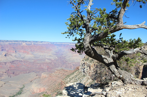 Bristlecone Pines @ Grand Canyon Nat'l Park