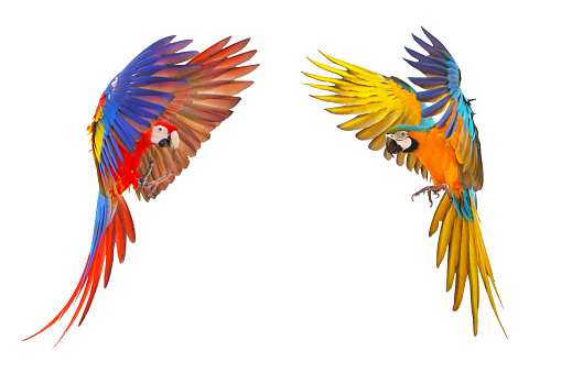 Colorful Scarlet Macaw and Blue and Gold Macaw flying isolated on white background.