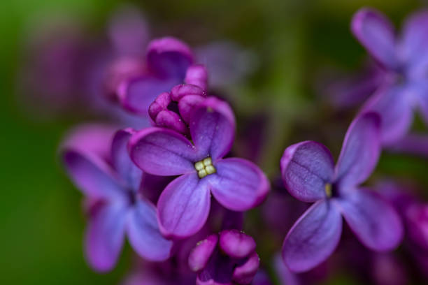 istock Syringa vulgaris flower growing in meadow, macro 1437817651