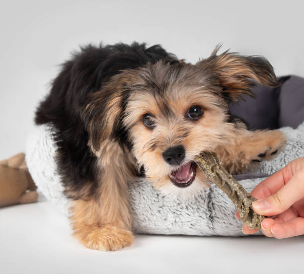 Puppy biting dental stick held by a hand. stock photo