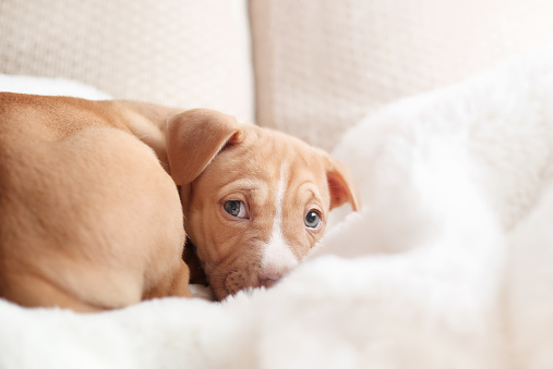 Pup with worried body language. Bringing home a puppy or dog adoption concept. Boxer Labrador Pitbull mix breed. Selective focus.
