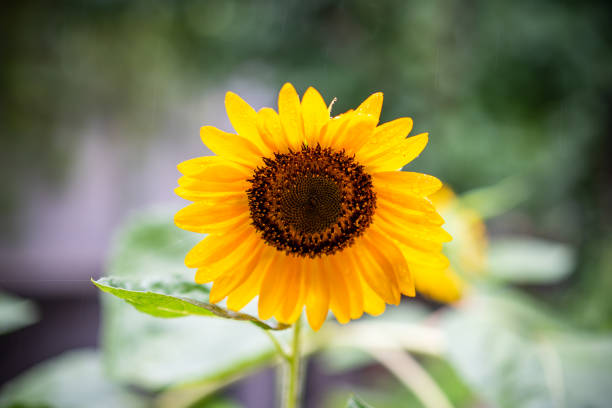 Close-up of yellow sunflower stock photo