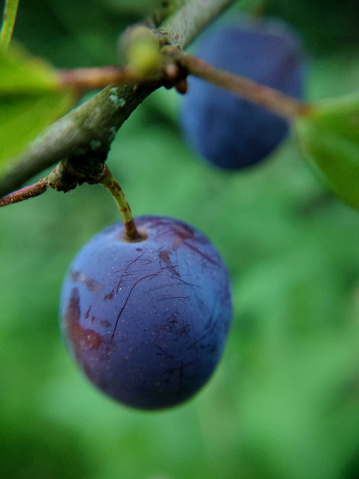 Ripe plums hanging on a tree close-up, selective focus.Macrophotography.Texture or background.