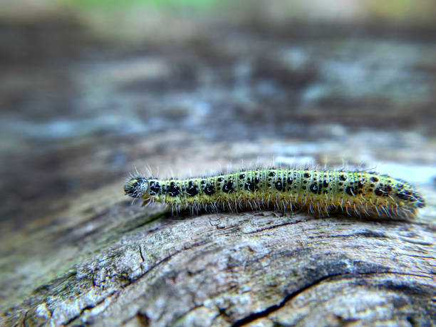 istock A mottled yellow-green caterpillar crawls on an old tree 1437821995