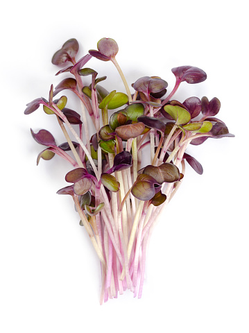 Bunch of red radish microgreens. Ready-to-eat seedlings, shoots and young plants of a Raphanus sativus variety, an edible root vegetable with red and purple leaves. Close up, from above, food photo.
