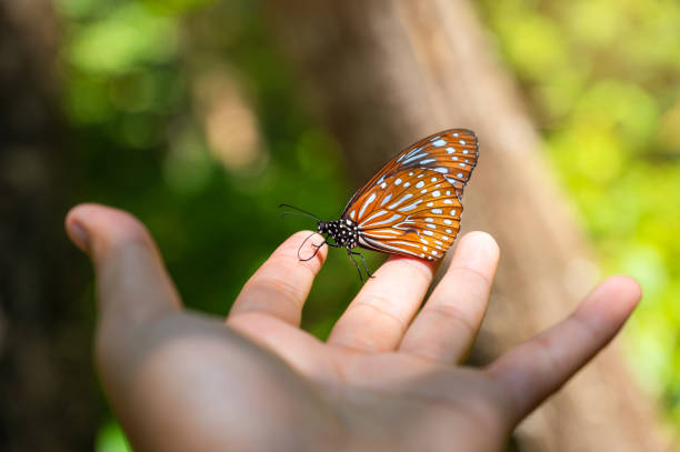istock Monarch butterfly lands on a man's hand in Nature. 1437822983