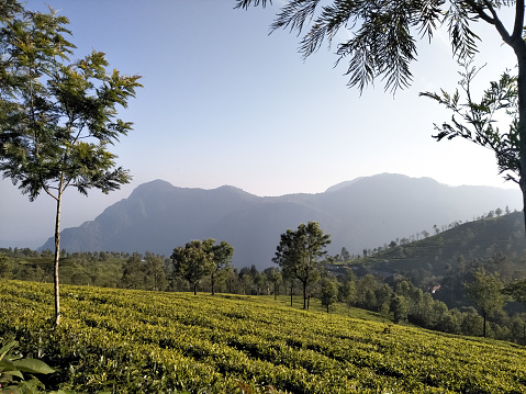 Beautiful summer rural landscape of Ooty tea plantation with mountain background.