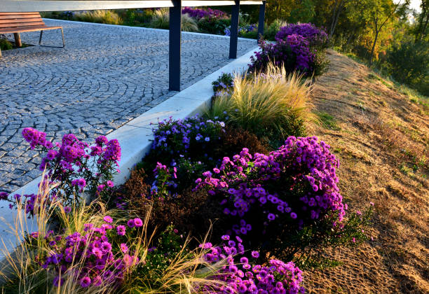 flowering asters in flower bed form a monoculture, a carpet of flowers. behind taller grass. novae, verbena bonariensis, angliae, background, grasses, grass, belgii, black, panicum, tiles, capillata, gabion, landscaping, gaura lindheimerei, slope. pink, novi, tenuissima, officinalis, echinacea purpurea, sunrise, stone, public, stipa, beige, sage, alley, mulch, coconut, yute, mesh, parking macizo de flores de otoño con plantas perennes y hierbas en una plaza con azulejos empedrados de piedra negra, bordillos de granito Ásteres de otoño, blanco púrpura y amarillo y hierbas ornamentales con salvia en el parque de la ciudad, terraza