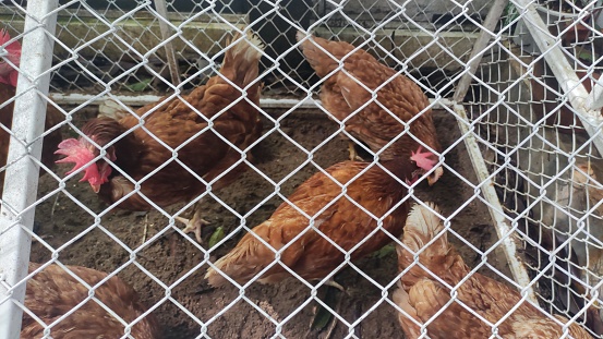 Group of hens in cage