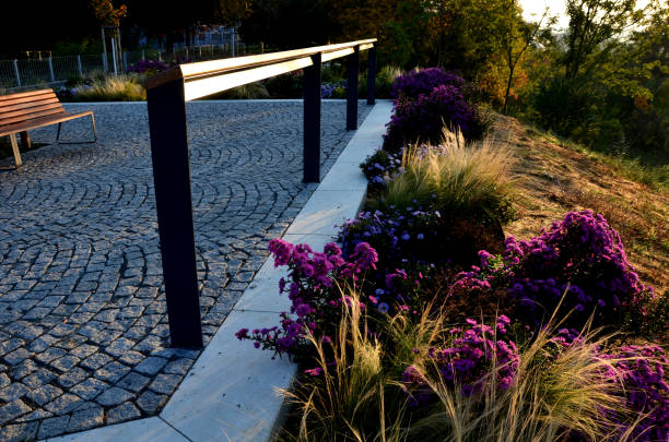 flowering asters in flower bed form a monoculture, a carpet of flowers. behind taller grass. novae, verbena bonariensis, angliae, background, grasses, grass, belgii, black, panicum, tiles, capillata, gabion, landscaping, gaura lindheimerei, slope. pink, novi, tenuissima, officinalis, echinacea purpurea, sunrise, stone, public, stipa, beige, sage, alley, mulch, coconut, yute, mesh, parking macizo de flores de otoño con plantas perennes y hierbas en una plaza con azulejos empedrados de piedra negra, bordillos de granito Ásteres de otoño, blanco púrpura y amarillo y hierbas ornamentales con salvia en el parque de la ciudad, terraza