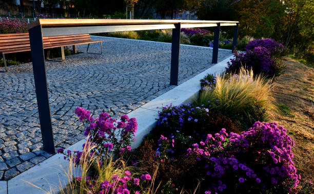 flowering asters in flower bed form a monoculture, a carpet of flowers. behind taller grass. novae, verbena bonariensis, angliae, background, grasses, grass, belgii, black, panicum, tiles, capillata, gabion, landscaping, gaura lindheimerei, slope. pink, novi, tenuissima, officinalis, echinacea purpurea, sunrise, stone, public, stipa, beige, sage, alley, mulch, coconut, yute, mesh, parking macizo de flores de otoño con plantas perennes y hierbas en una plaza con azulejos empedrados de piedra negra, bordillos de granito Ásteres de otoño, blanco púrpura y amarillo y hierbas ornamentales con salvia en el parque de la ciudad, terraza