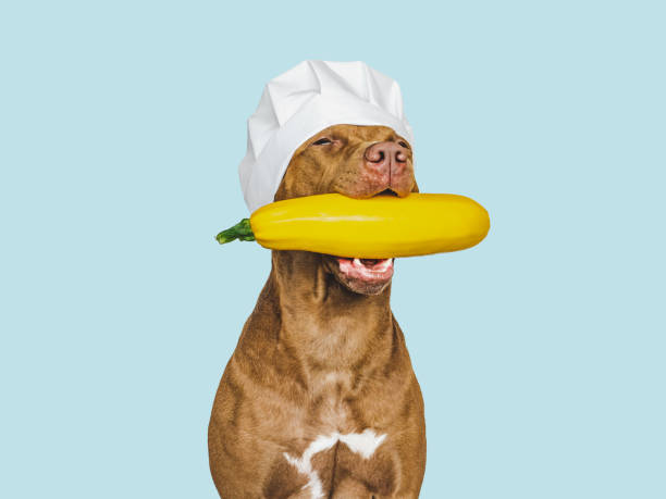 istock Lovable, pretty brown puppy holding squash. Closeup 1437824459
