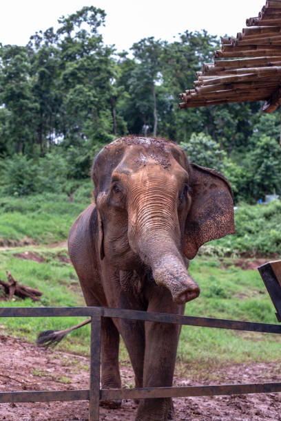 istock Close up photo of elephant 1437825230