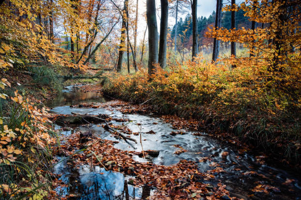 Autumn dry golden leaves floating on the river flowing through the forest