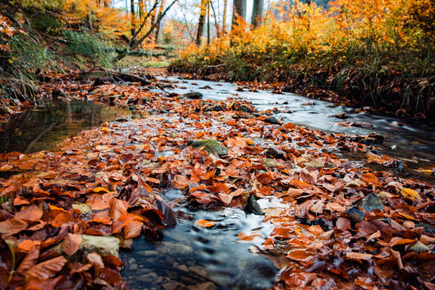 Autumn dry golden leaves floating on the river flowing through the forest